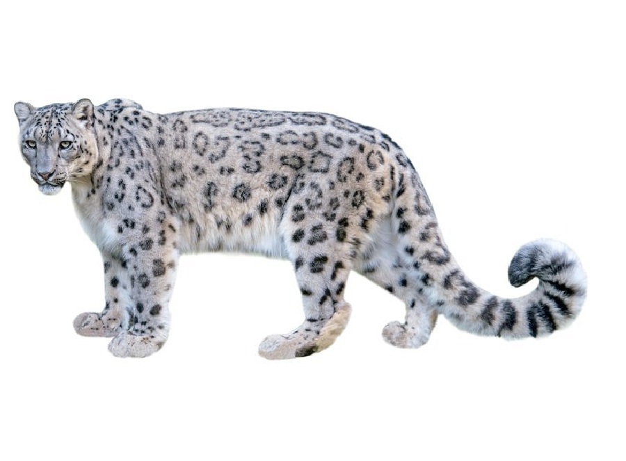 Снежный барс на английском - Snow leopard